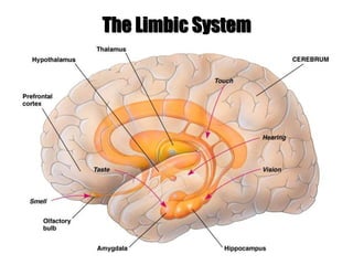 The Limbic System
The Limbic System
 