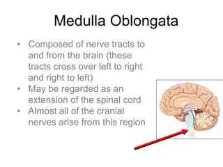 Medulla Oblongata
• Composed of nerve tracts to
and from the brain (these
tracts cross over left to right
and right to left)
• May be regarded as an
extension of the spinal cord
• Almost all of the cranial
nerves arise from this region
 