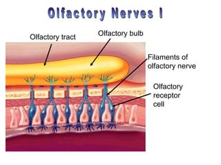 Olfactory bulb
Olfactory tract
Olfactory
receptor
cell
Filaments of
olfactory nerve
 