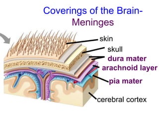 Coverings of the Brain-
Meninges
skin
skull
dura mater
arachnoid layer
pia mater
cerebral cortex
 