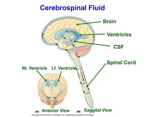 Cerebrospinal Fluid
Brain
Ventricles
CSF
Spinal Cord
Anterior View Saggital View
Rt. Ventricle Lf. Ventricle
 