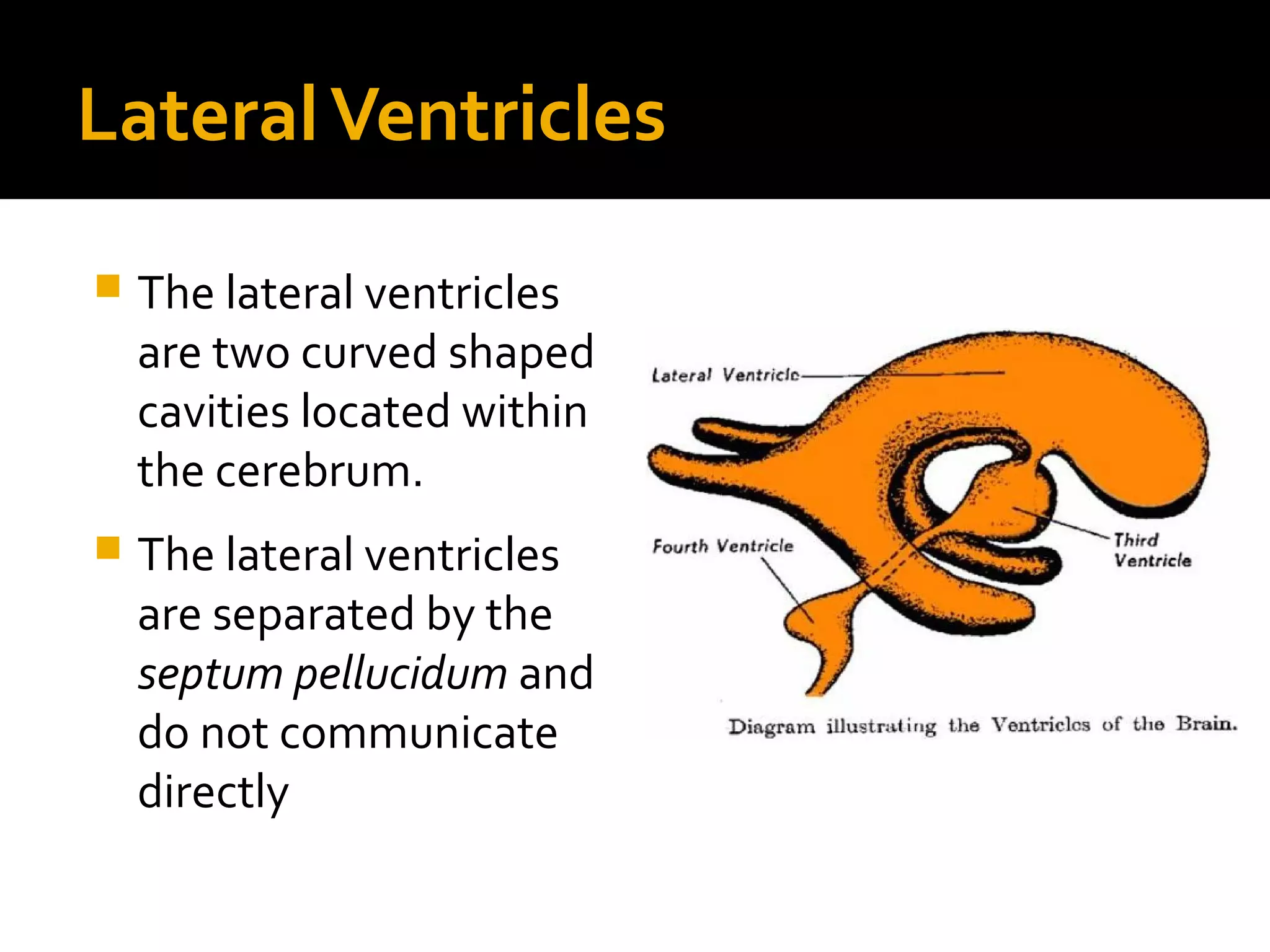 LateralVentricles
 The lateral ventricles
are two curved shaped
cavities located within
the cerebrum.
 The lateral ventricles
are separated by the
septum pellucidum and
do not communicate
directly
 