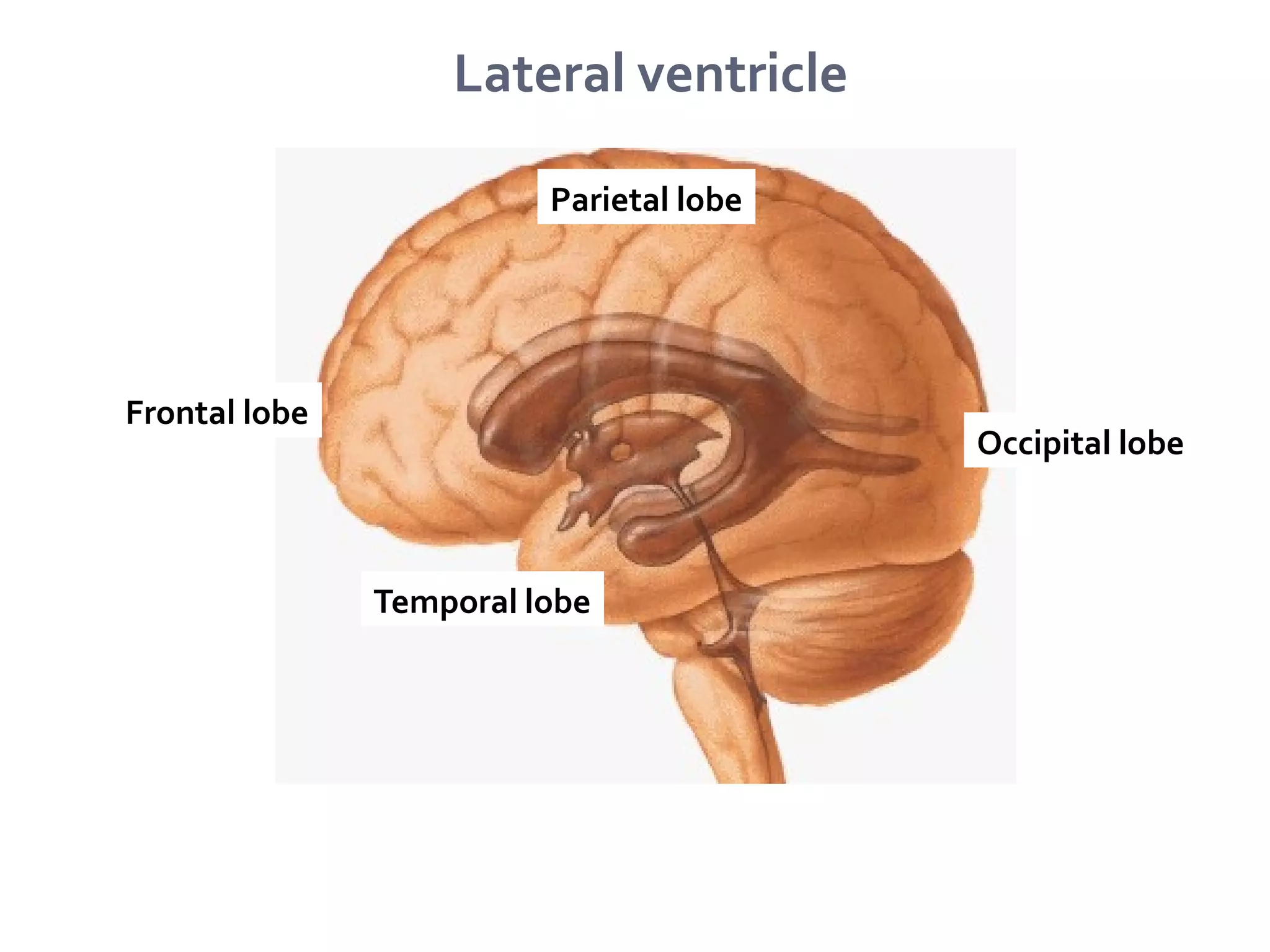 Lateral ventricle
Frontal lobe
Parietal lobe
Temporal lobe
Occipital lobe
 
