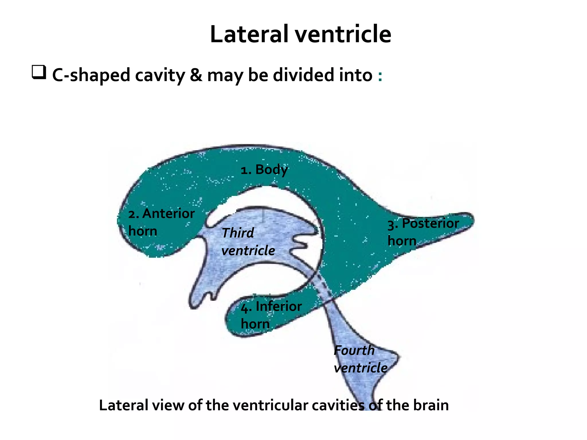  C-shaped cavity & may be divided into :
2. Anterior
horn
1. Body
3. Posterior
horn
4. Inferior
horn
Third
ventricle
Fourth
ventricle
Lateral view of the ventricular cavities of the brain
Lateral ventricle
 