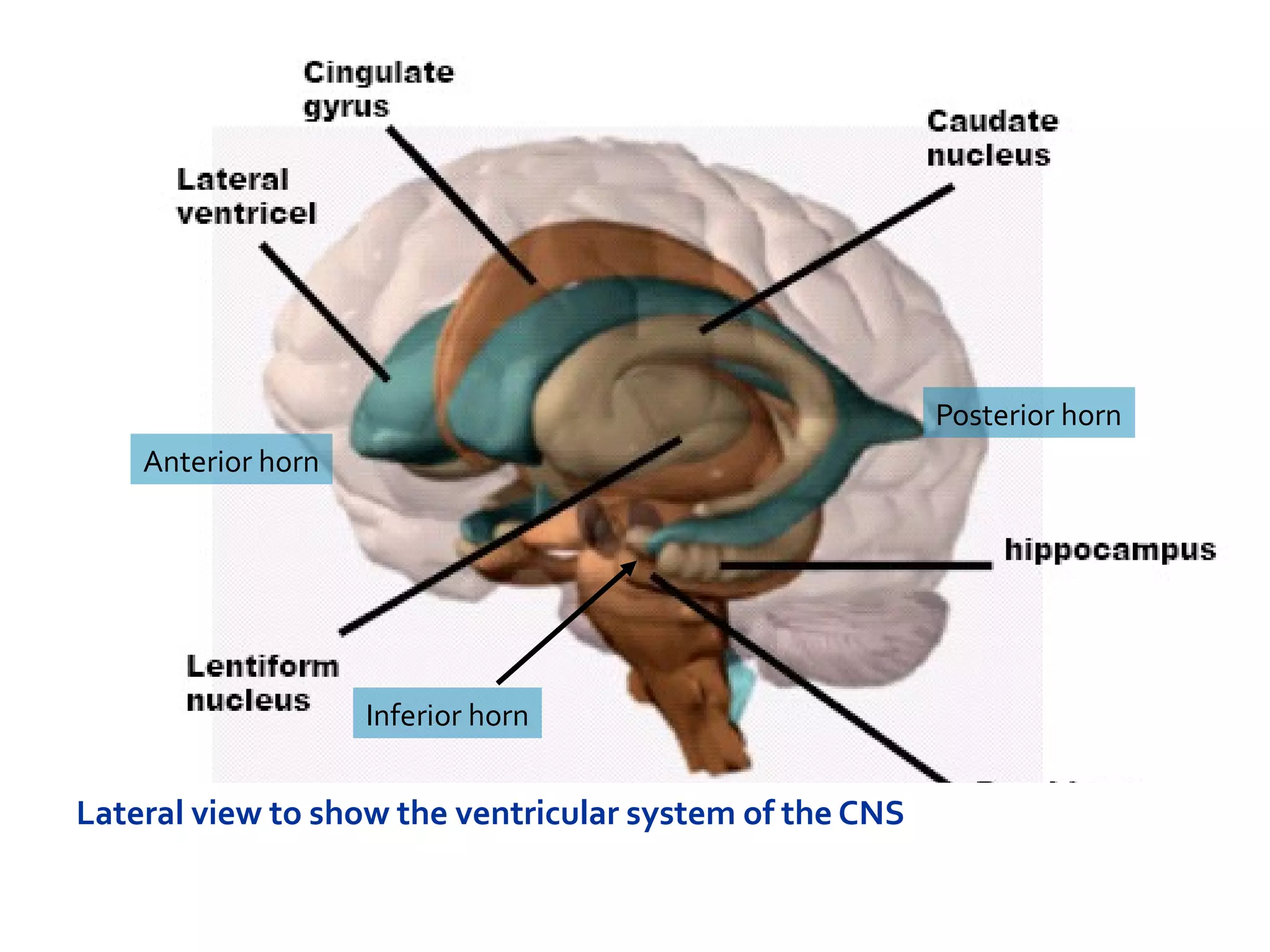 Anterior horn
Inferior horn
Posterior horn
Lateral view to show the ventricular system of the CNS
 