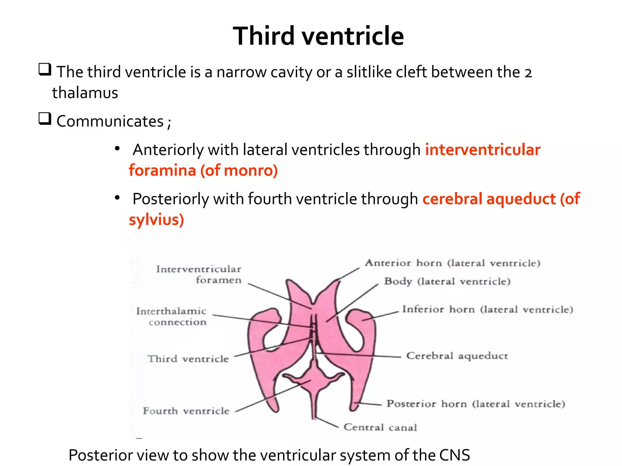  The third ventricle is a narrow cavity or a slitlike cleft between the 2
thalamus
 Communicates ;
●
Anteriorly with lateral ventricles through interventricular
foramina (of monro)
●
Posteriorly with fourth ventricle through cerebral aqueduct (of
sylvius)
Posterior view to show the ventricular system of the CNS
Third ventricle
 