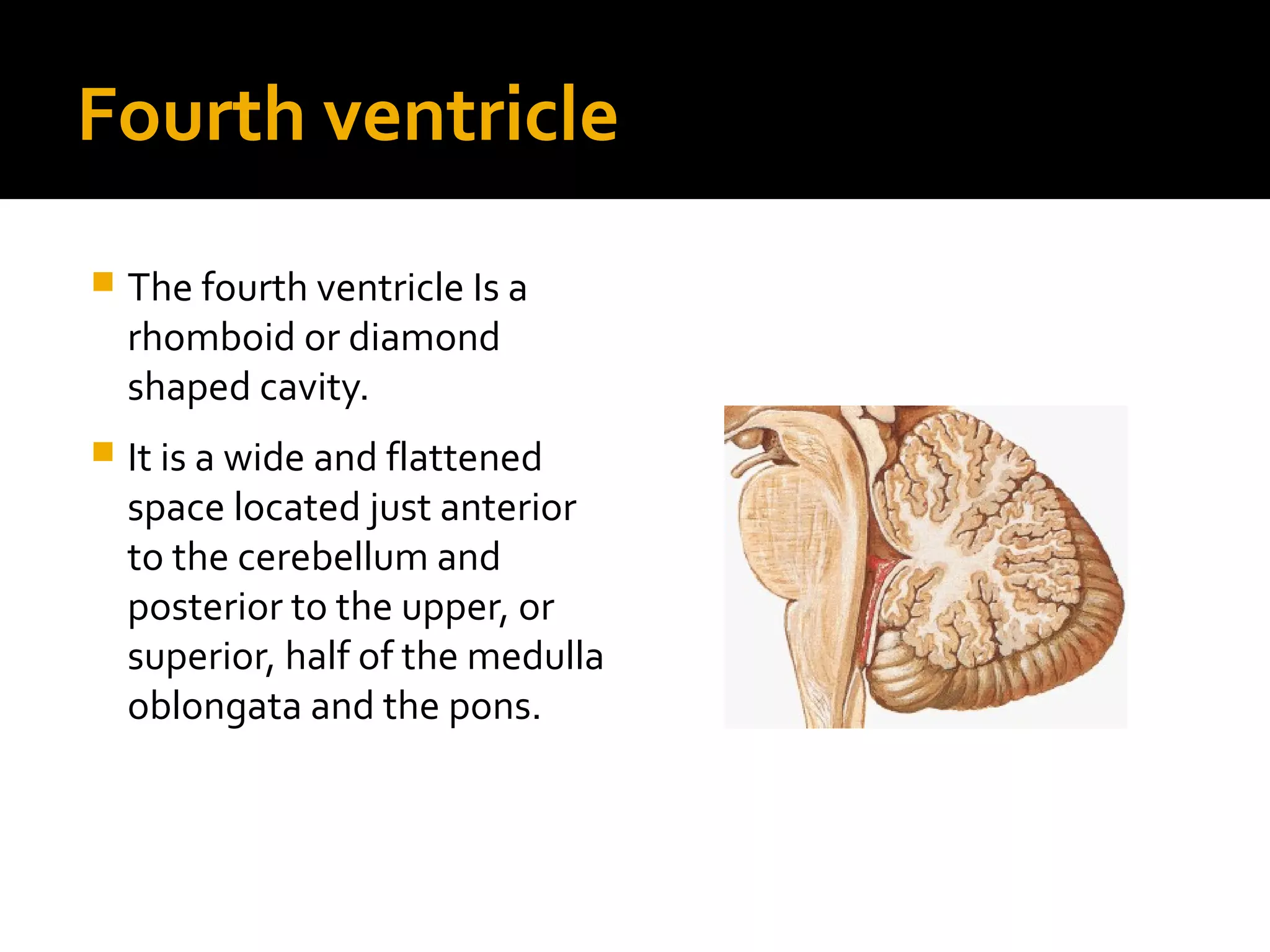 Fourth ventricle
 The fourth ventricle Is a
rhomboid or diamond
shaped cavity.
 It is a wide and flattened
space located just anterior
to the cerebellum and
posterior to the upper, or
superior, half of the medulla
oblongata and the pons.
 