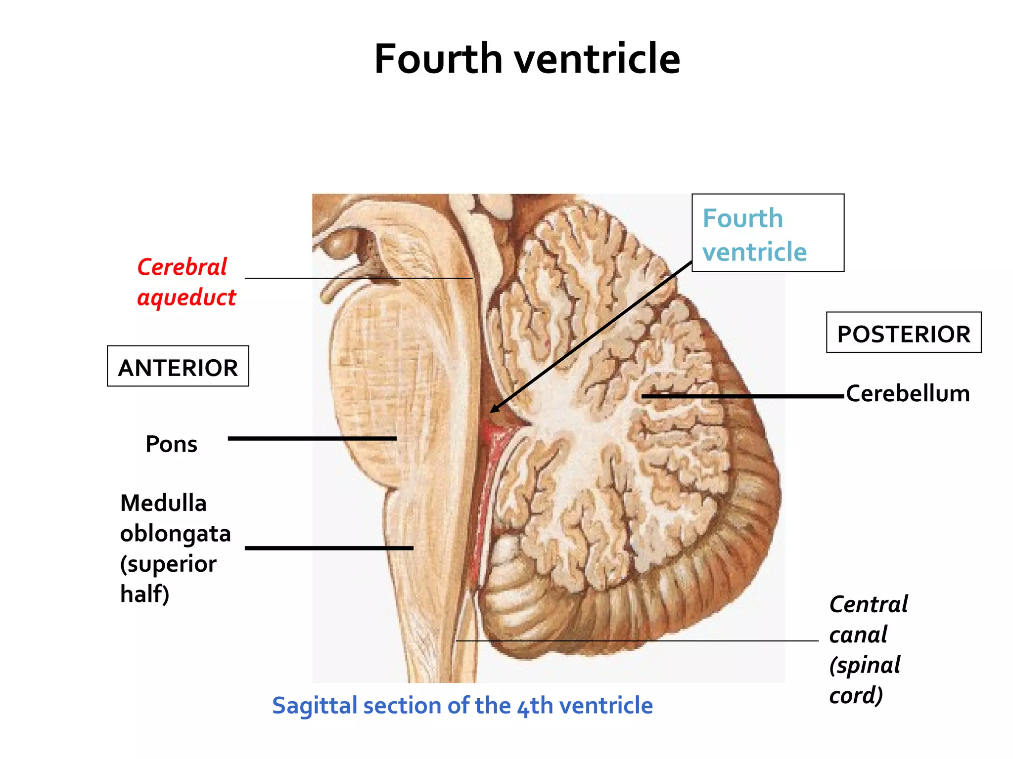 Cerebellum
Pons
Medulla
oblongata
(superior
half)
Sagittal section of the 4th ventricle
Cerebral
aqueduct
Central
canal
(spinal
cord)
Fourth ventricle
Fourth
ventricle
ANTERIOR
POSTERIOR
 