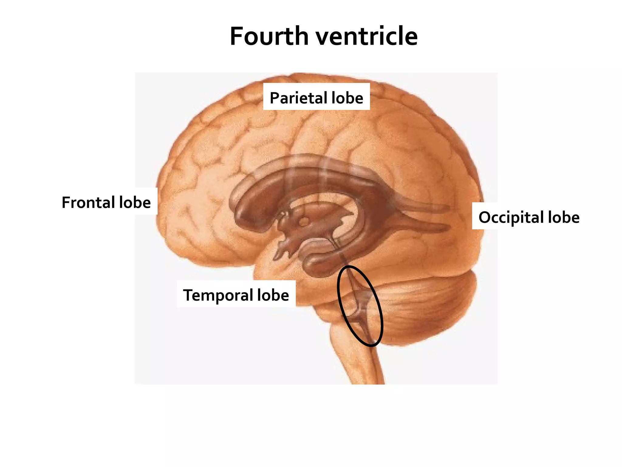 Frontal lobe
Parietal lobe
Temporal lobe
Occipital lobe
Fourth ventricle
 