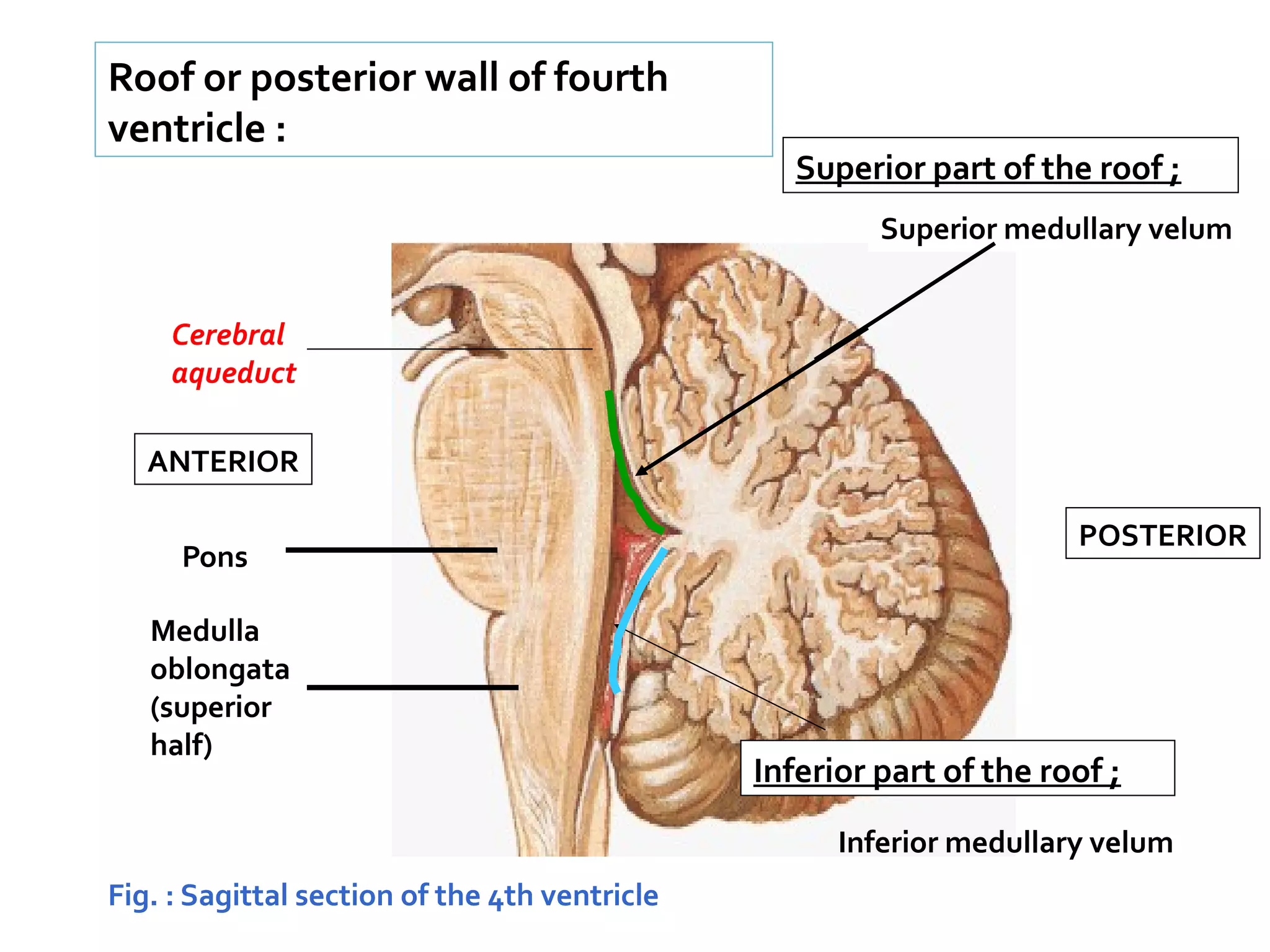 Pons
Medulla
oblongata
(superior
half)
Fig. : Sagittal section of the 4th ventricle
Cerebral
aqueduct
ANTERIOR
POSTERIOR
Superior part of the roof ;
Superior medullary velum
Inferior part of the roof ;
Inferior medullary velum
Roof or posterior wall of fourth
ventricle :
 