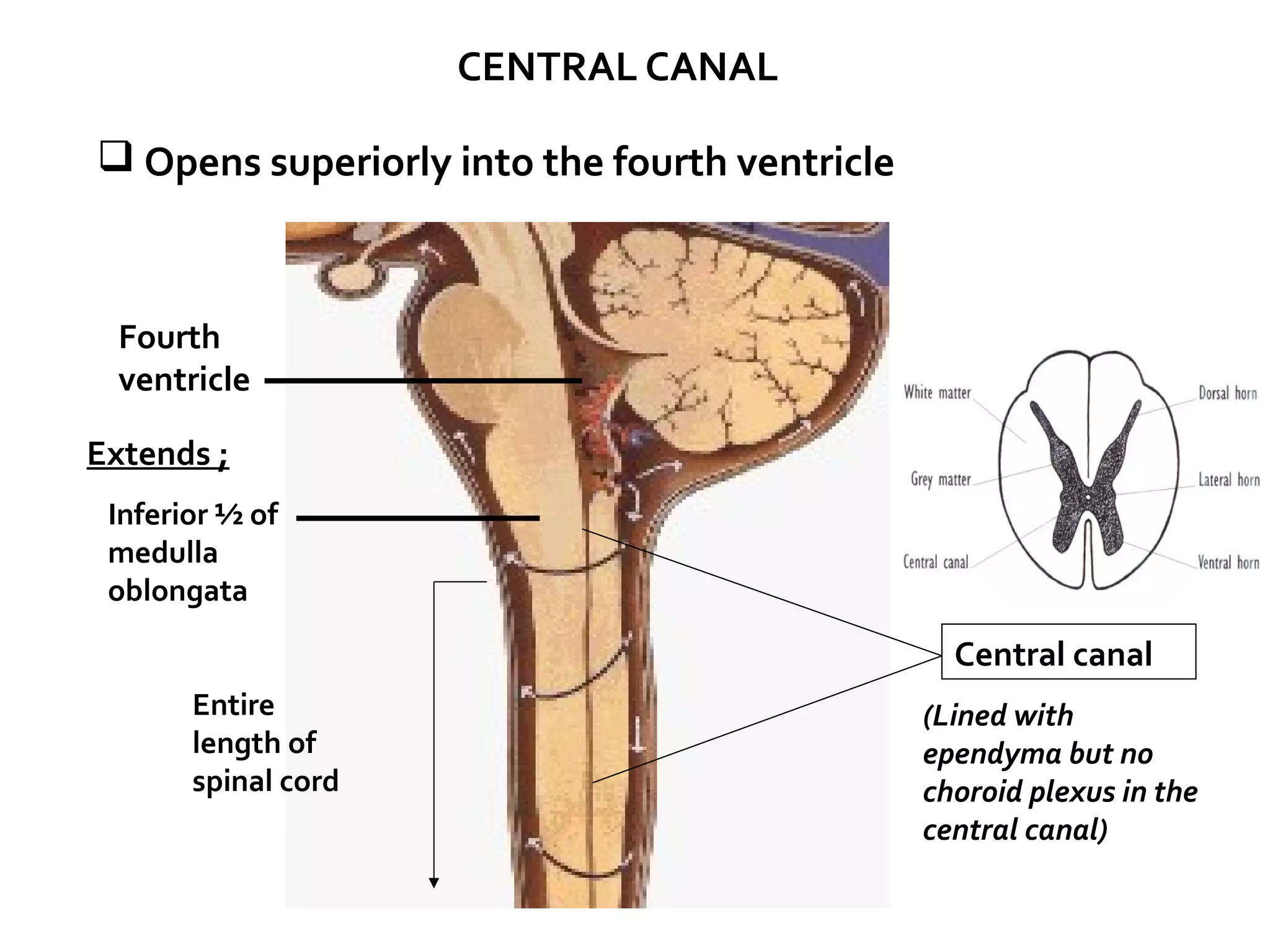 CENTRAL CANAL
 Opens superiorly into the fourth ventricle
Fourth
ventricle
Inferior ½ of
medulla
oblongata
Entire
length of
spinal cord
Central canal
(Lined with
ependyma but no
choroid plexus in the
central canal)
Extends ;
 