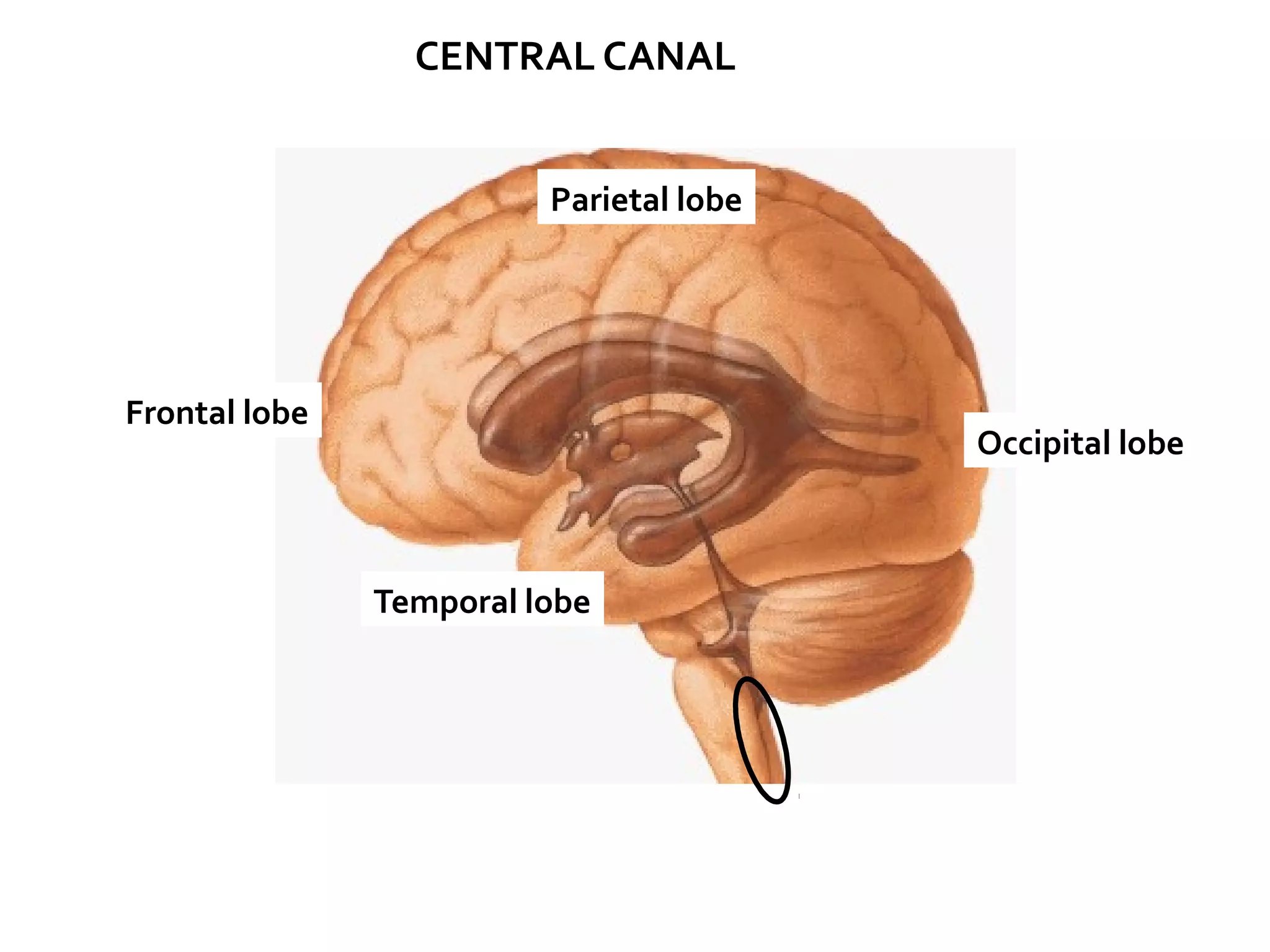 Frontal lobe
Parietal lobe
Temporal lobe
Occipital lobe
CENTRAL CANAL
 