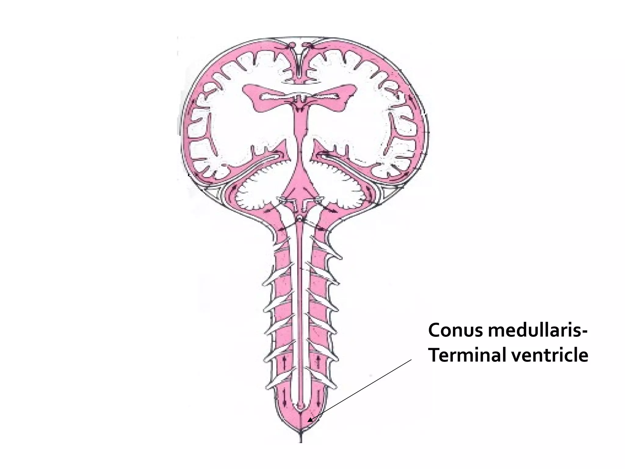 Conus medullaris-
Terminal ventricle
 