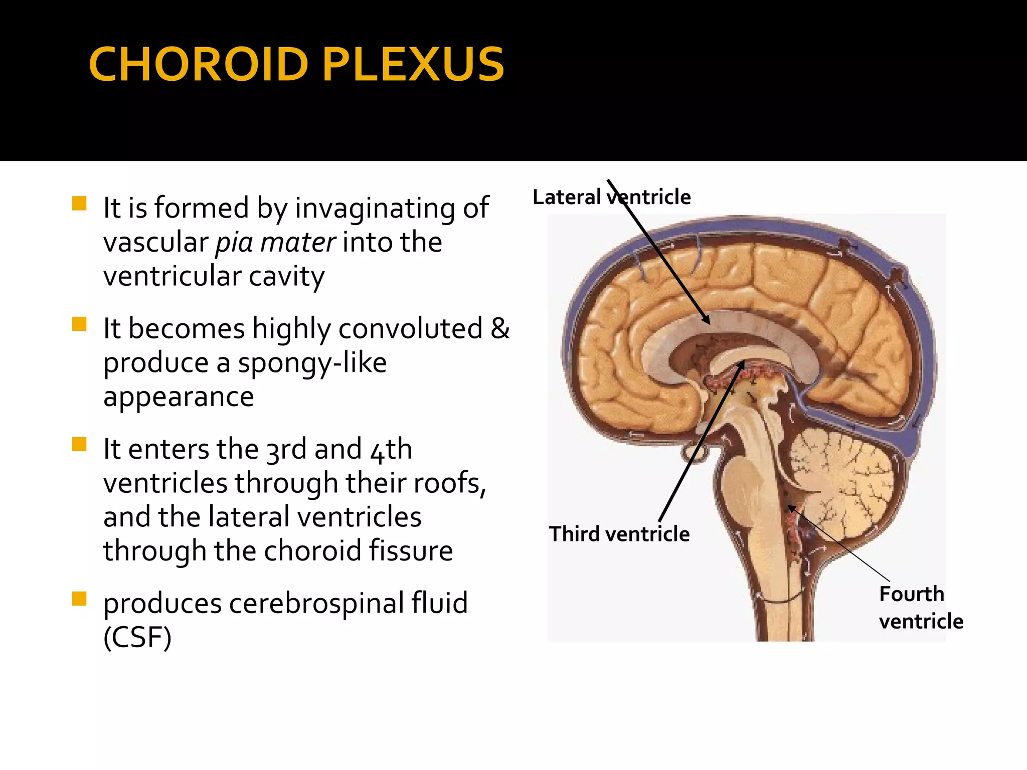CHOROID PLEXUS
 It is formed by invaginating of
vascular pia mater into the
ventricular cavity
 It becomes highly convoluted &
produce a spongy-like
appearance
 It enters the 3rd and 4th
ventricles through their roofs,
and the lateral ventricles
through the choroid fissure
 produces cerebrospinal fluid
(CSF)
Lateral ventricle
Third ventricle
Fourth
ventricle
 