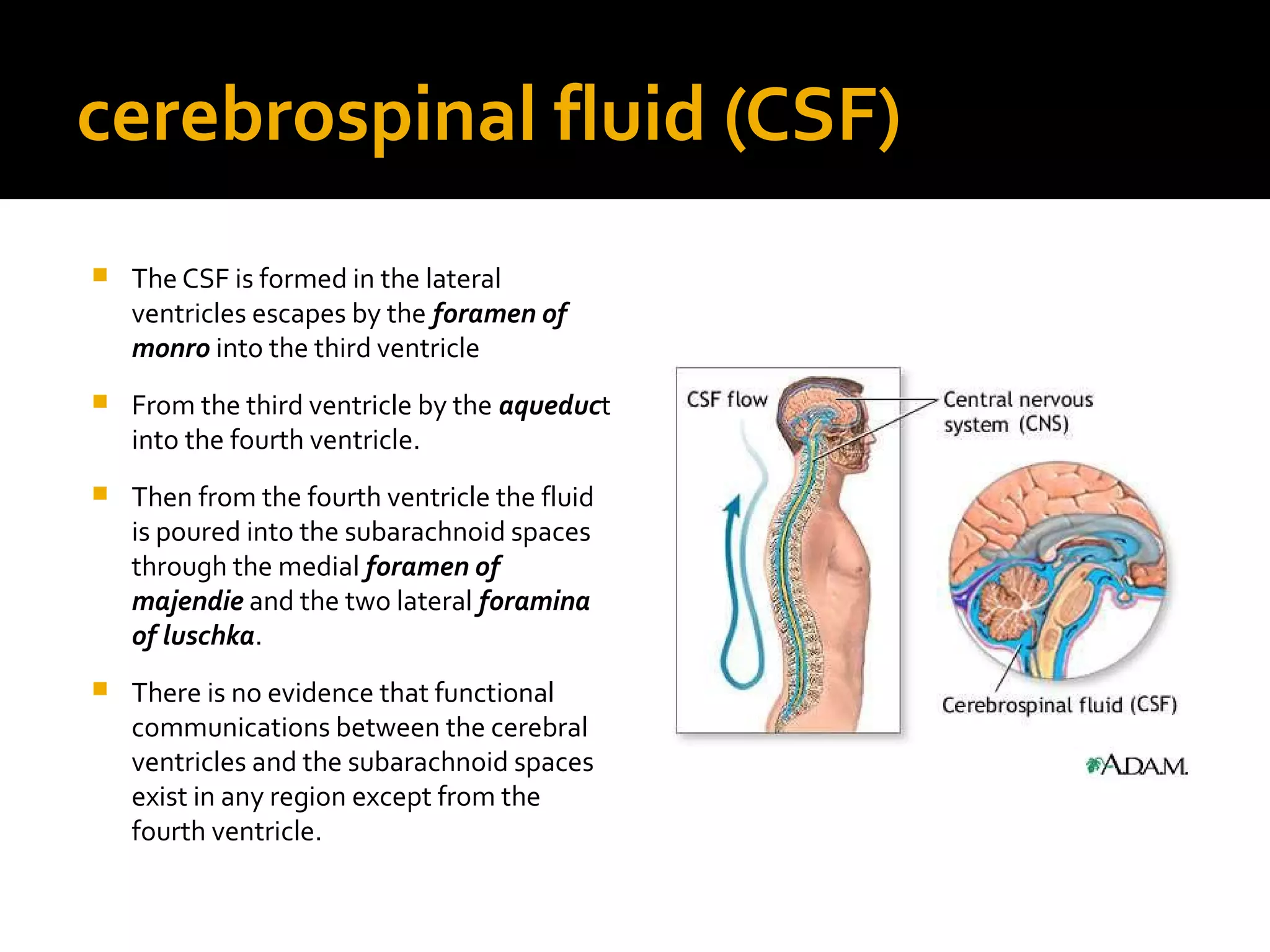 cerebrospinal fluid (CSF)
 The CSF is formed in the lateral
ventricles escapes by the foramen of
monro into the third ventricle
 From the third ventricle by the aqueduct
into the fourth ventricle.
 Then from the fourth ventricle the fluid
is poured into the subarachnoid spaces
through the medial foramen of
majendie and the two lateral foramina
of luschka.
 There is no evidence that functional
communications between the cerebral
ventricles and the subarachnoid spaces
exist in any region except from the
fourth ventricle.
 