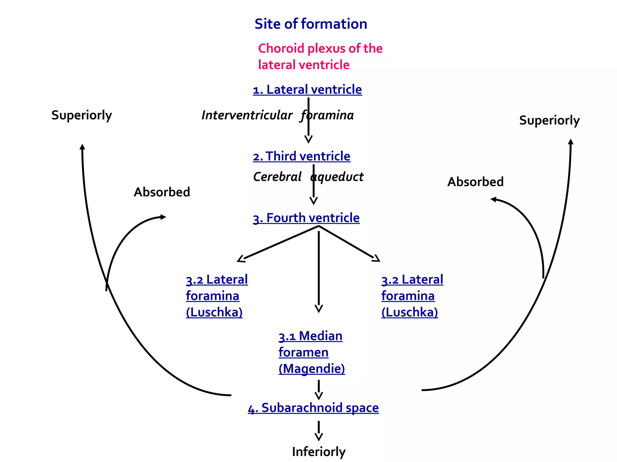 Choroid plexus of the
lateral ventricle
Site of formation
1. Lateral ventricle
2.Third ventricle
Interventricular foramina
3. Fourth ventricle
Cerebral aqueduct
3.2 Lateral
foramina
(Luschka)
3.1 Median
foramen
(Magendie)
3.2 Lateral
foramina
(Luschka)
4. Subarachnoid space
Inferiorly
Superiorly
Absorbed
Superiorly
Absorbed
 
