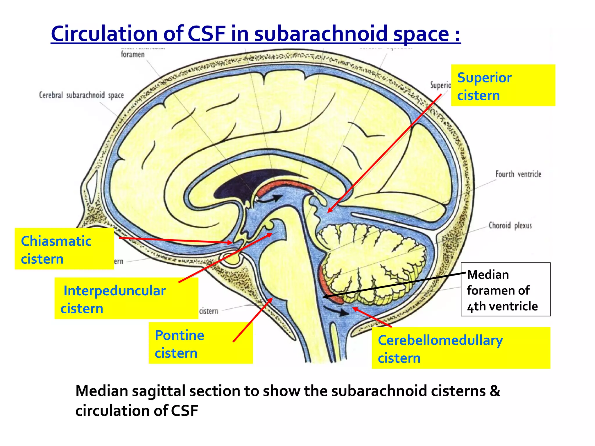 Median sagittal section to show the subarachnoid cisterns &
circulation of CSF
Superior
cistern
Interpeduncular
cistern
Cerebellomedullary
cistern
Chiasmatic
cistern
Pontine
cistern
Circulation of CSF in subarachnoid space :
Median
foramen of
4th ventricle
 