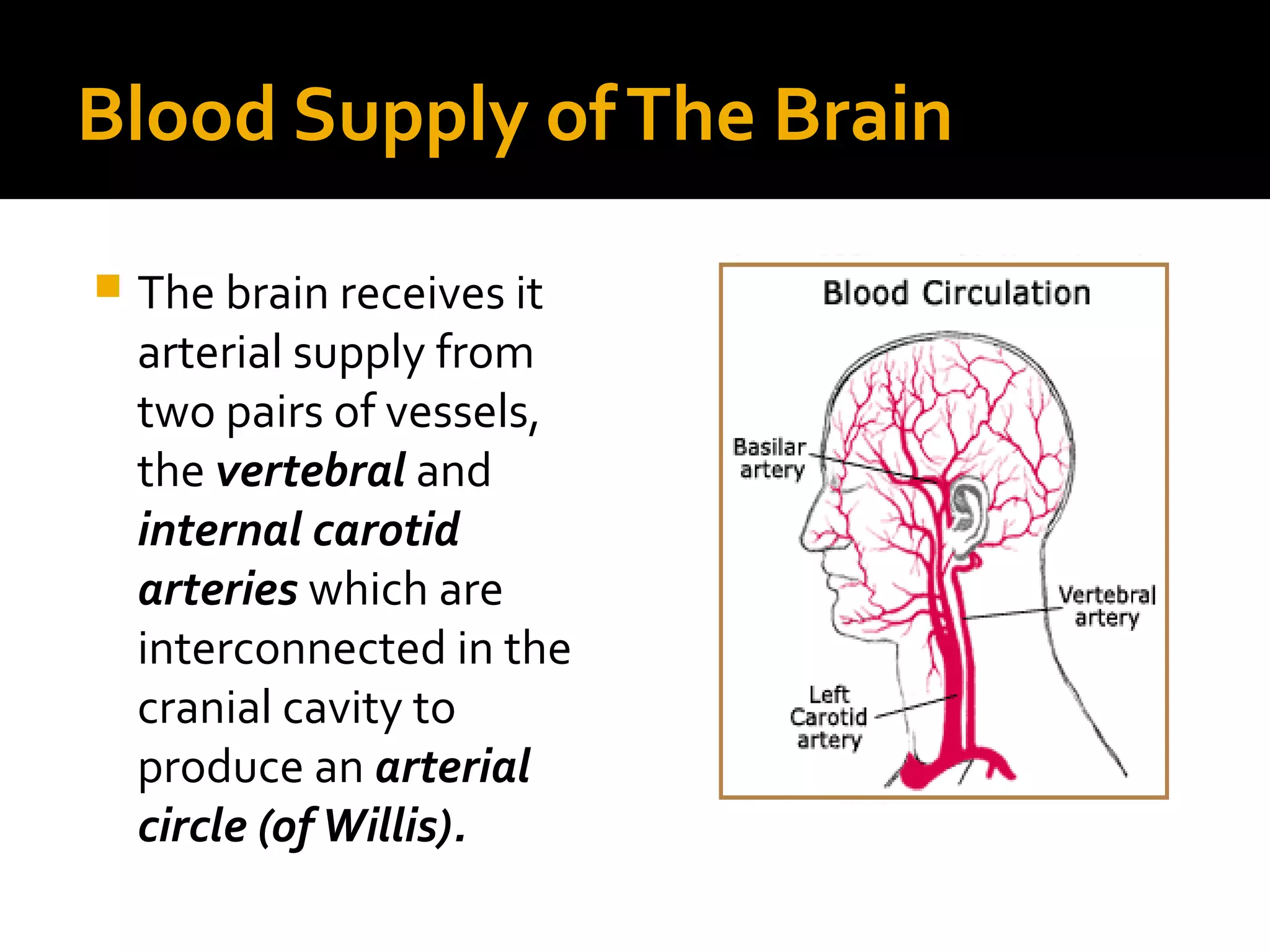 Blood Supply ofThe Brain
 The brain receives it
arterial supply from
two pairs of vessels,
the vertebral and
internal carotid
arteries which are
interconnected in the
cranial cavity to
produce an arterial
circle (ofWillis).
 