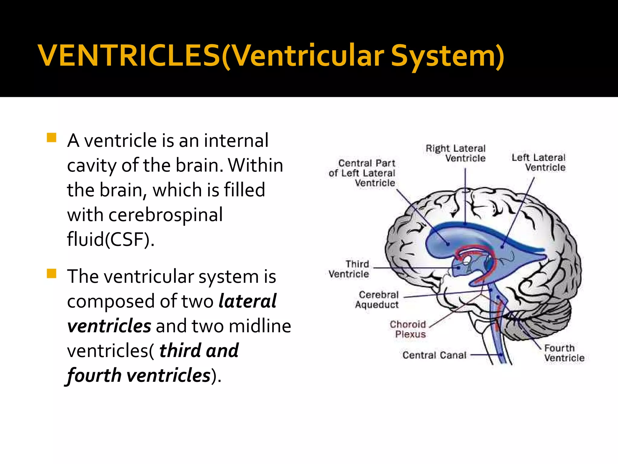 VENTRICLES(Ventricular System)
 A ventricle is an internal
cavity of the brain.Within
the brain, which is filled
with cerebrospinal
fluid(CSF).
 The ventricular system is
composed of two lateral
ventricles and two midline
ventricles( third and
fourth ventricles).
 