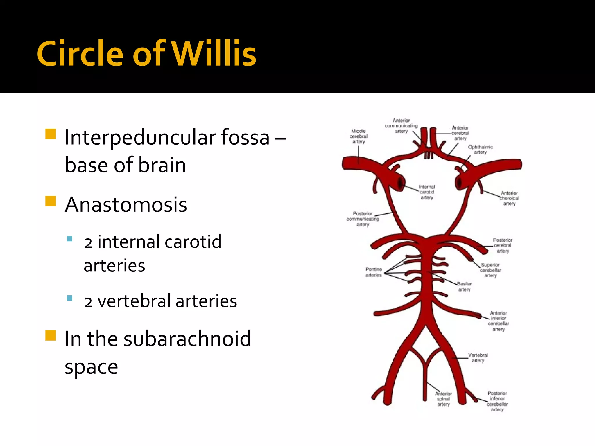 Circle of Willis
 Interpeduncular fossa –
base of brain
 Anastomosis
 2 internal carotid
arteries
 2 vertebral arteries
 In the subarachnoid
space
 