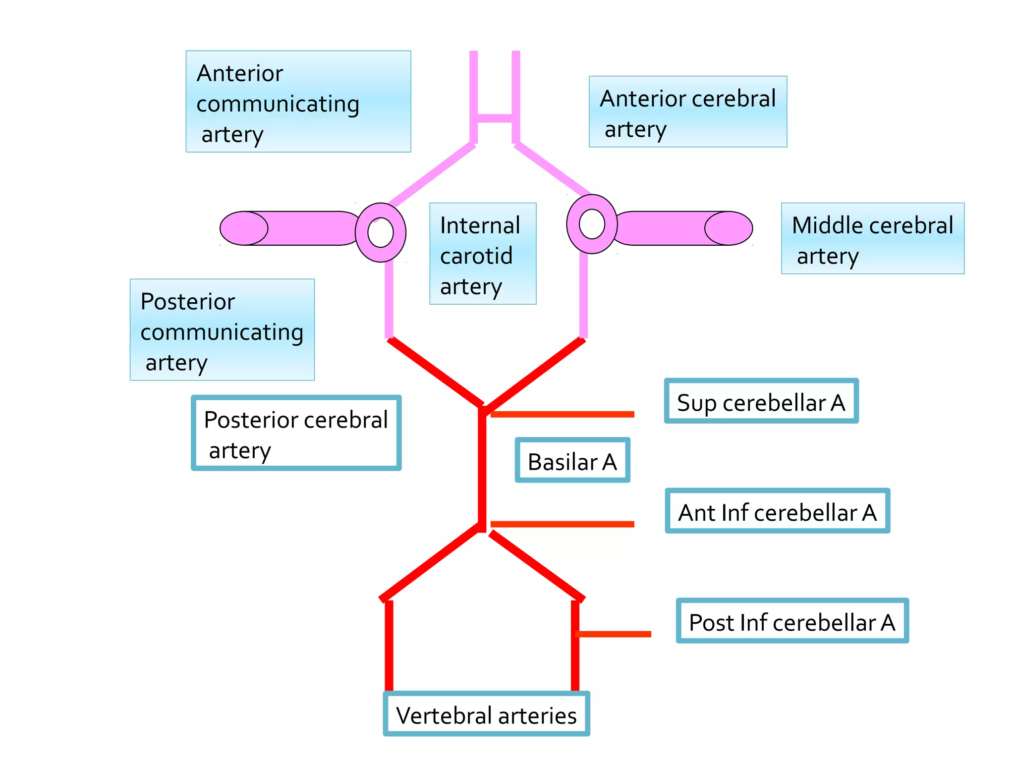 Vertebral arteries
BasilarA
Posterior cerebral
artery
Posterior
communicating
artery
Internal
carotid
artery
Middle cerebral
artery
Anterior cerebral
artery
Anterior
communicating
artery
Post Inf cerebellarA
Sup cerebellarA
Ant Inf cerebellar A
 