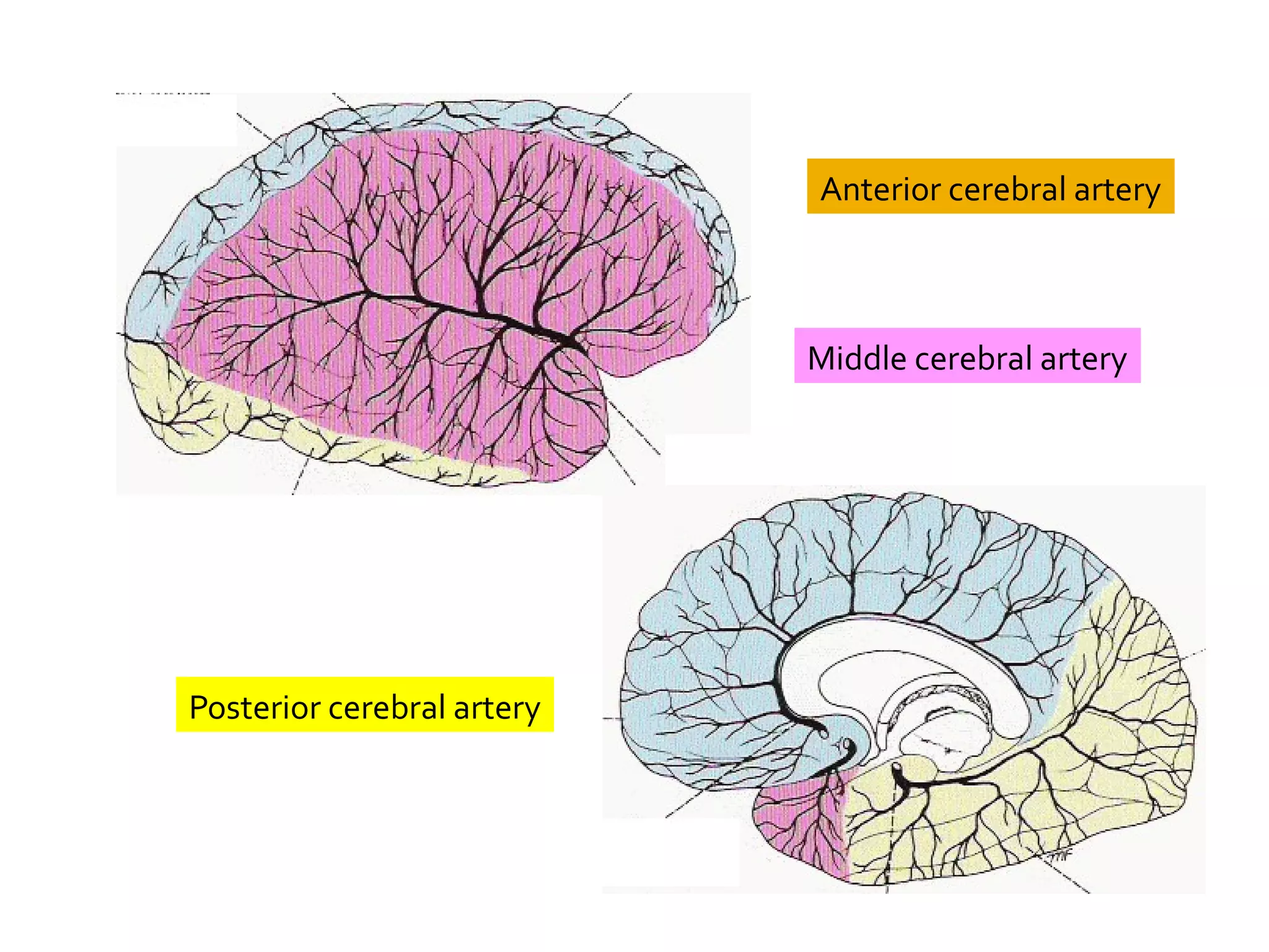 Middle cerebral artery
Anterior cerebral artery
Posterior cerebral artery
 