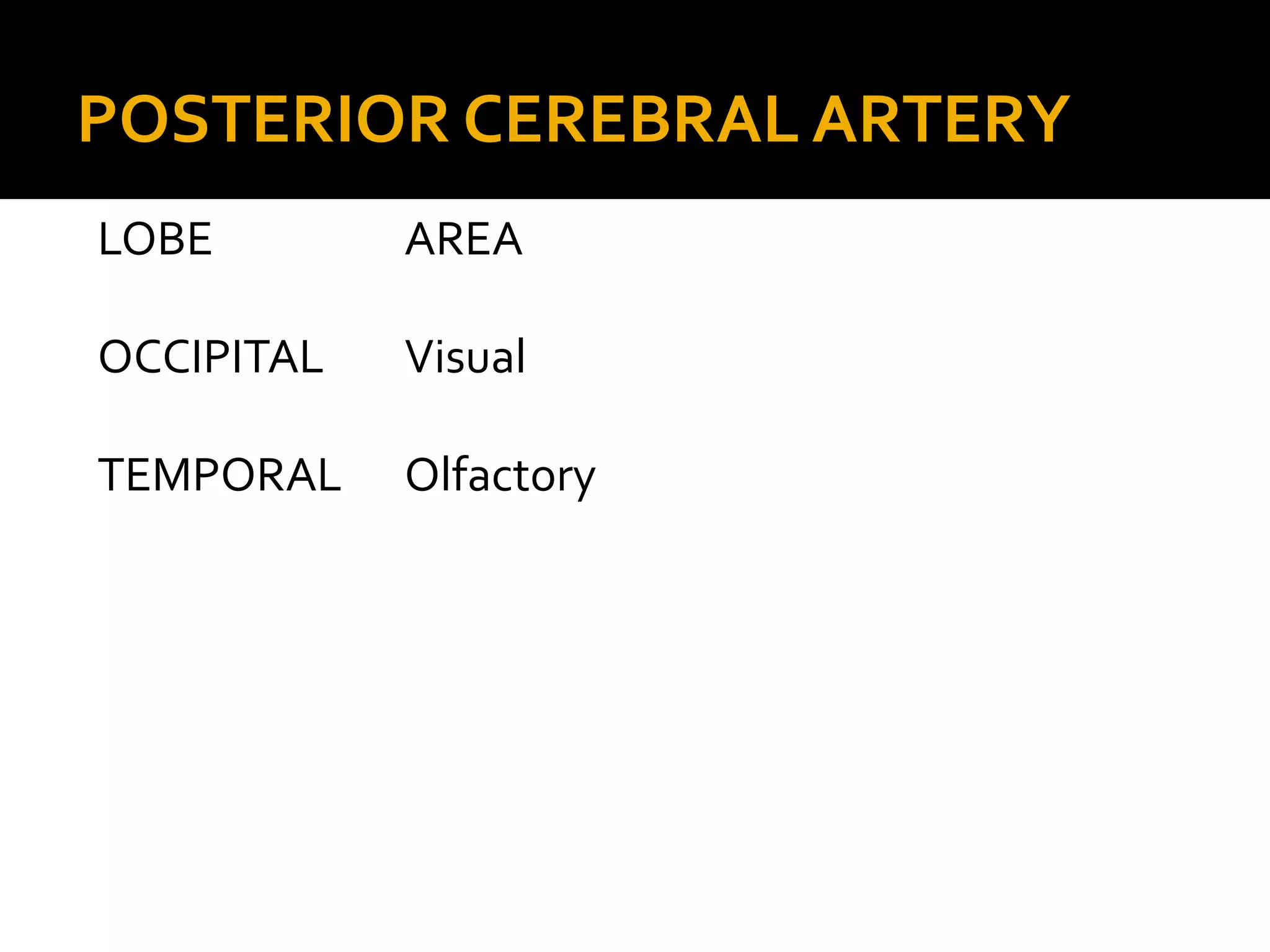 POSTERIOR CEREBRAL ARTERY
LOBE AREA
OCCIPITAL Visual
TEMPORAL Olfactory
 