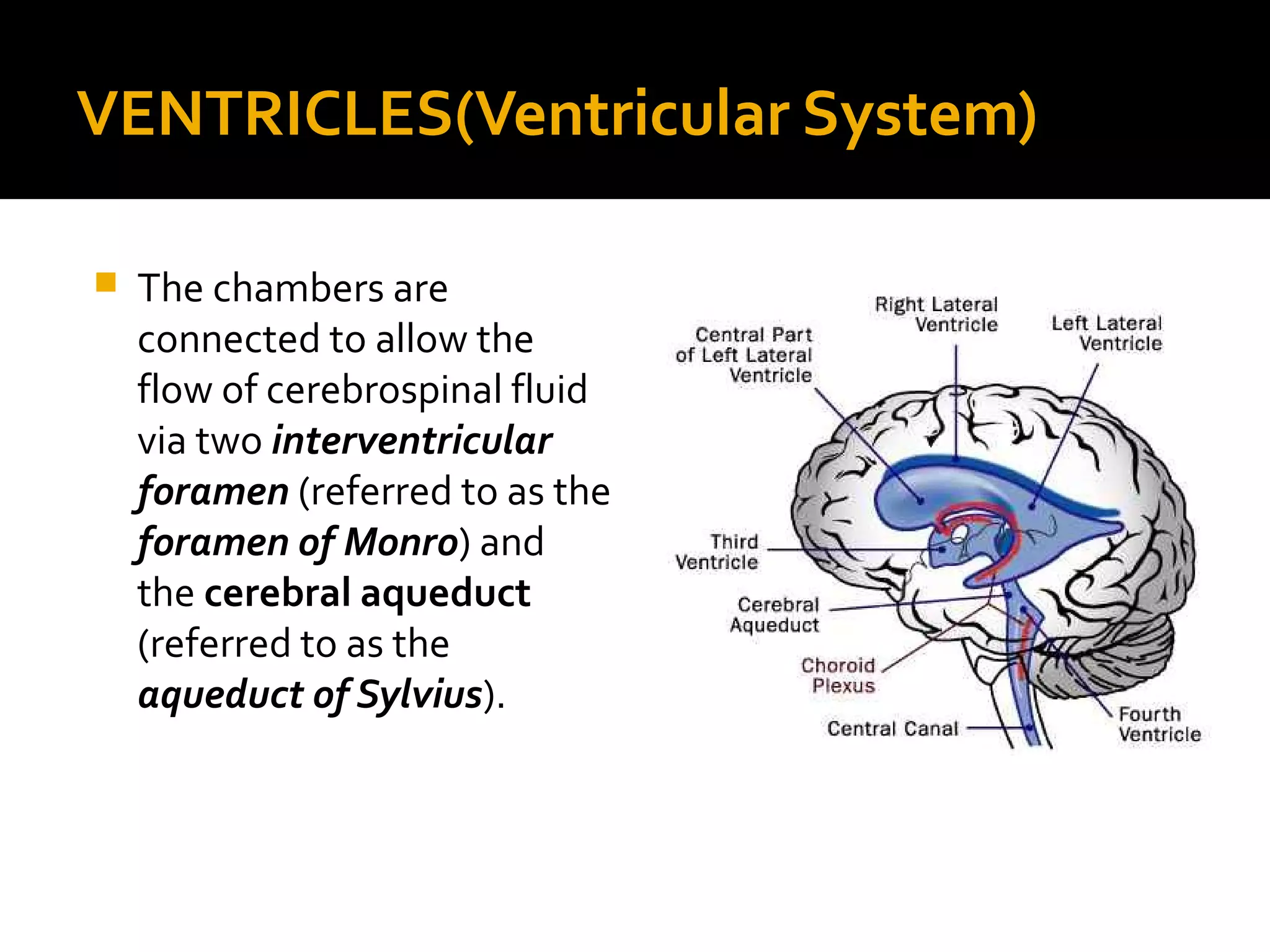 VENTRICLES(Ventricular System)
 The chambers are
connected to allow the
flow of cerebrospinal fluid
via two interventricular
foramen (referred to as the
foramen of Monro) and
the cerebral aqueduct
(referred to as the
aqueduct of Sylvius).
 