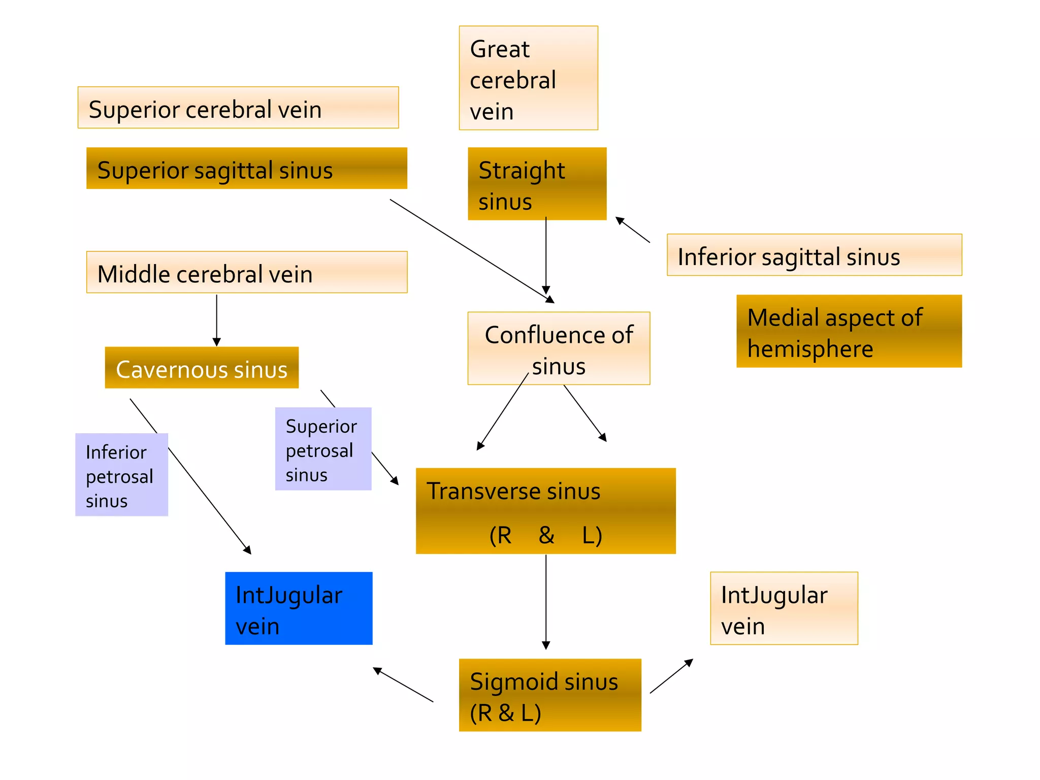 Superior sagittal sinus
Inferior sagittal sinus
Straight
sinus
Superior cerebral vein
Medial aspect of
hemisphere
Great
cerebral
vein
Transverse sinus
(R & L)
Sigmoid sinus
(R & L)
Confluence of
sinus
IntJugular
vein
IntJugular
vein
Cavernous sinus
Middle cerebral vein
Inferior
petrosal
sinus
Superior
petrosal
sinus
 