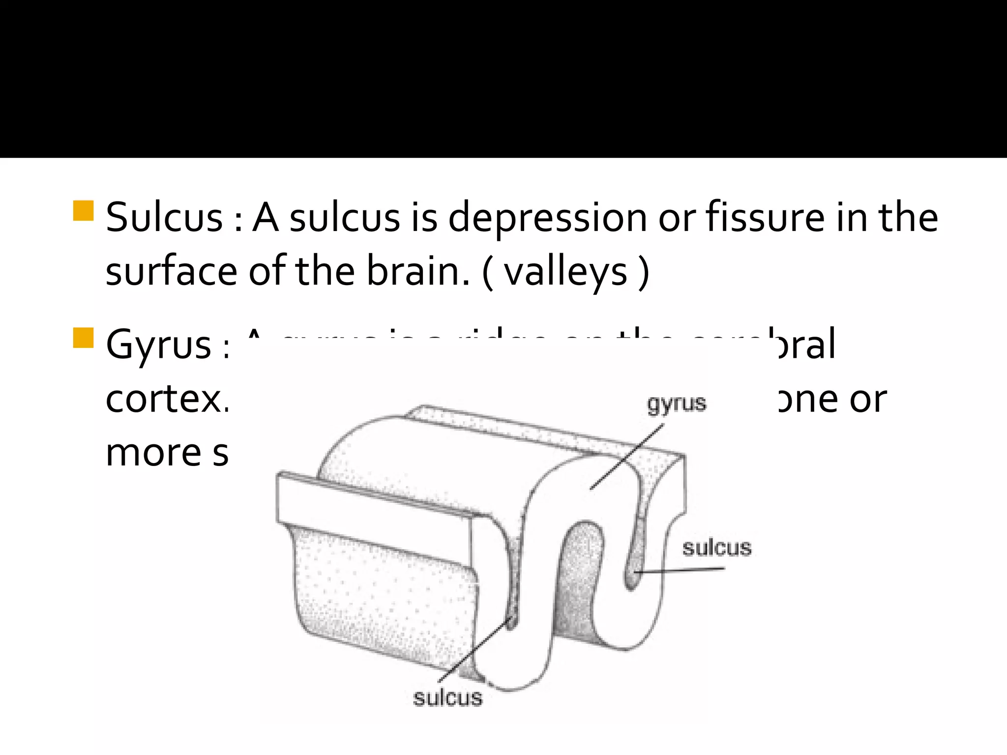  Sulcus : A sulcus is depression or fissure in the
surface of the brain. ( valleys )
 Gyrus : A gyrus is a ridge on the cerebral
cortex. It is generally surrounded by one or
more sulci ( hills )
 
