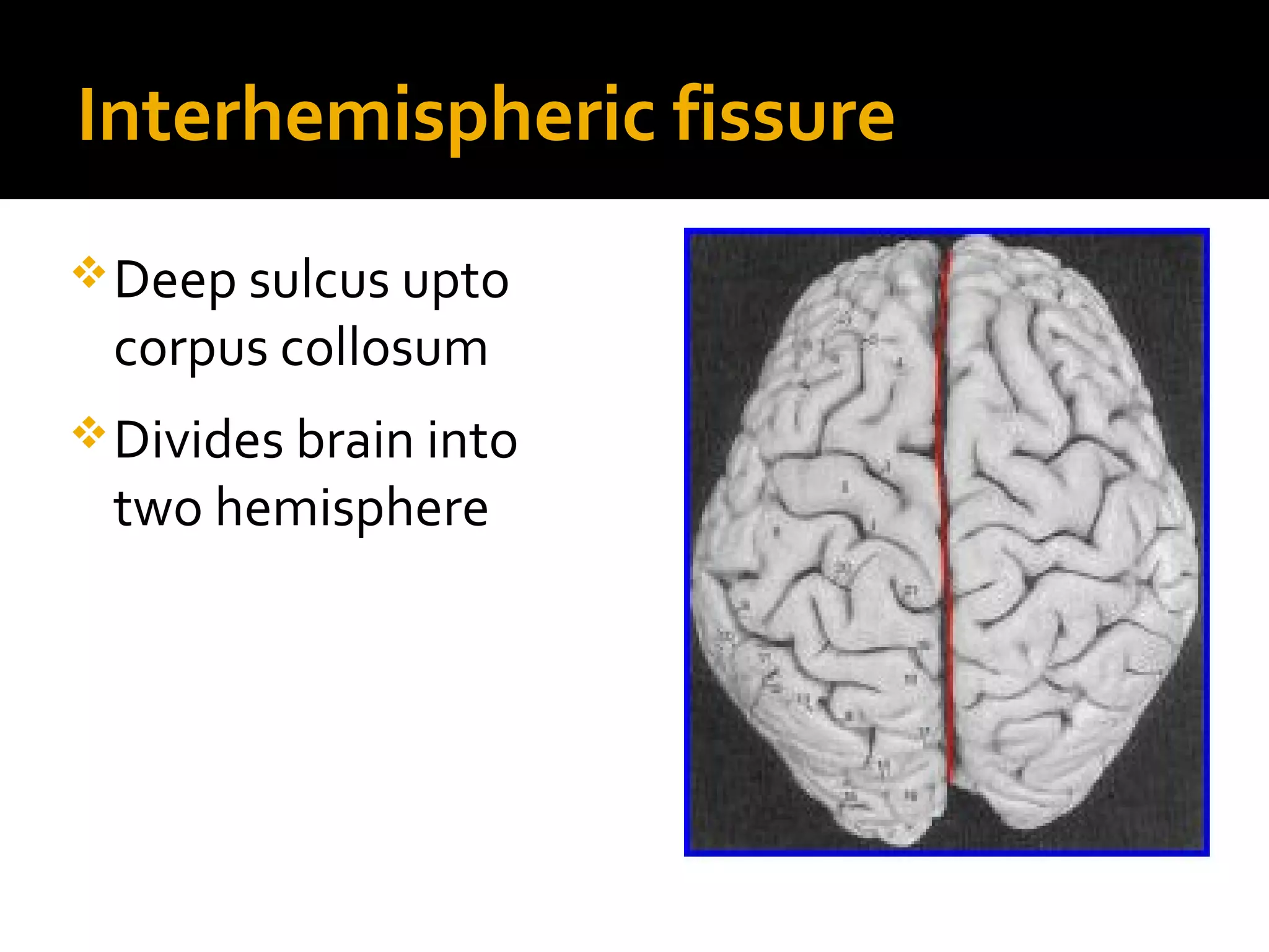 Interhemispheric fissure
Deep sulcus upto
corpus collosum
Divides brain into
two hemisphere
 