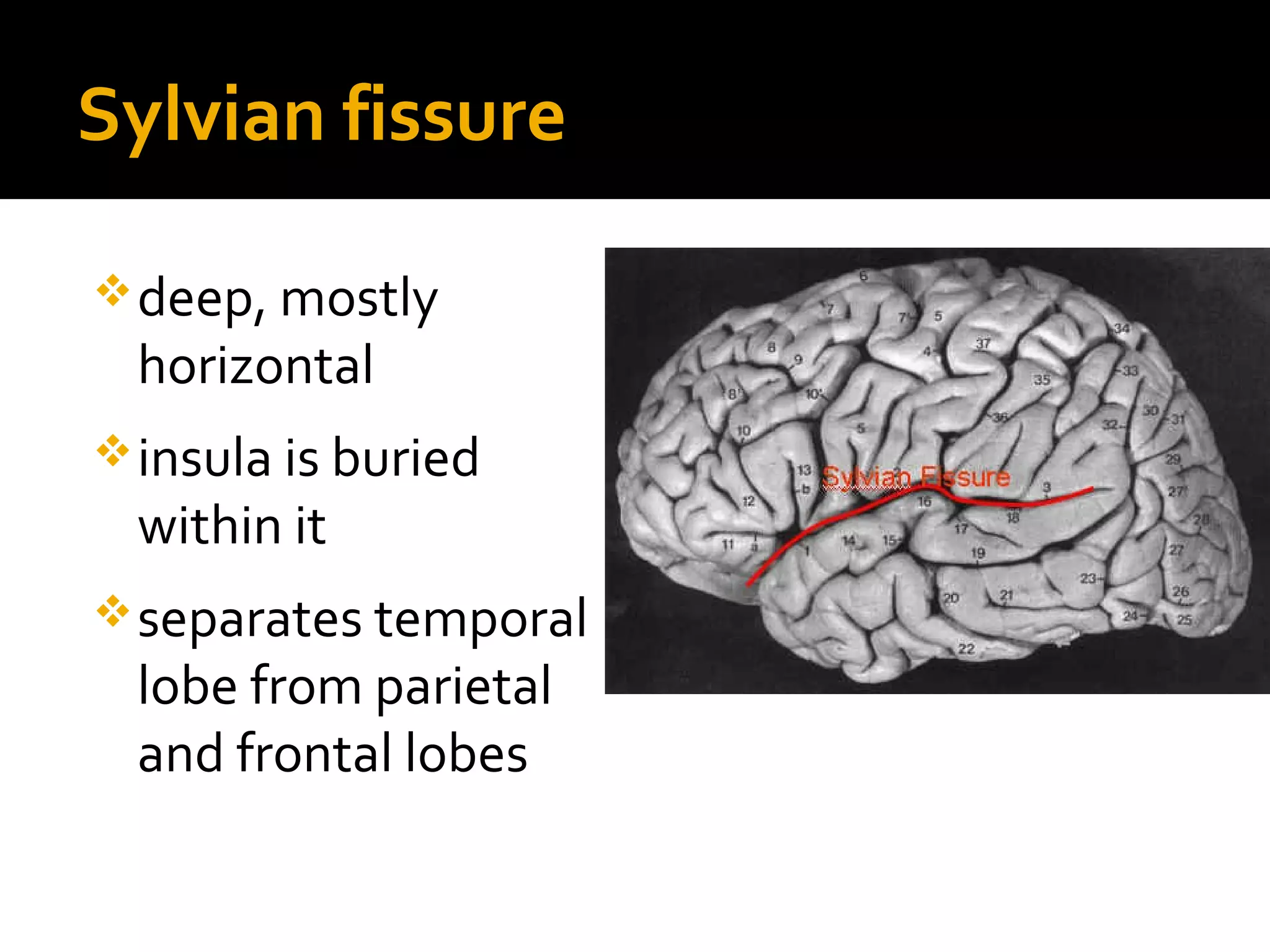 Sylvian fissure
deep, mostly
horizontal
insula is buried
within it
separates temporal
lobe from parietal
and frontal lobes
 