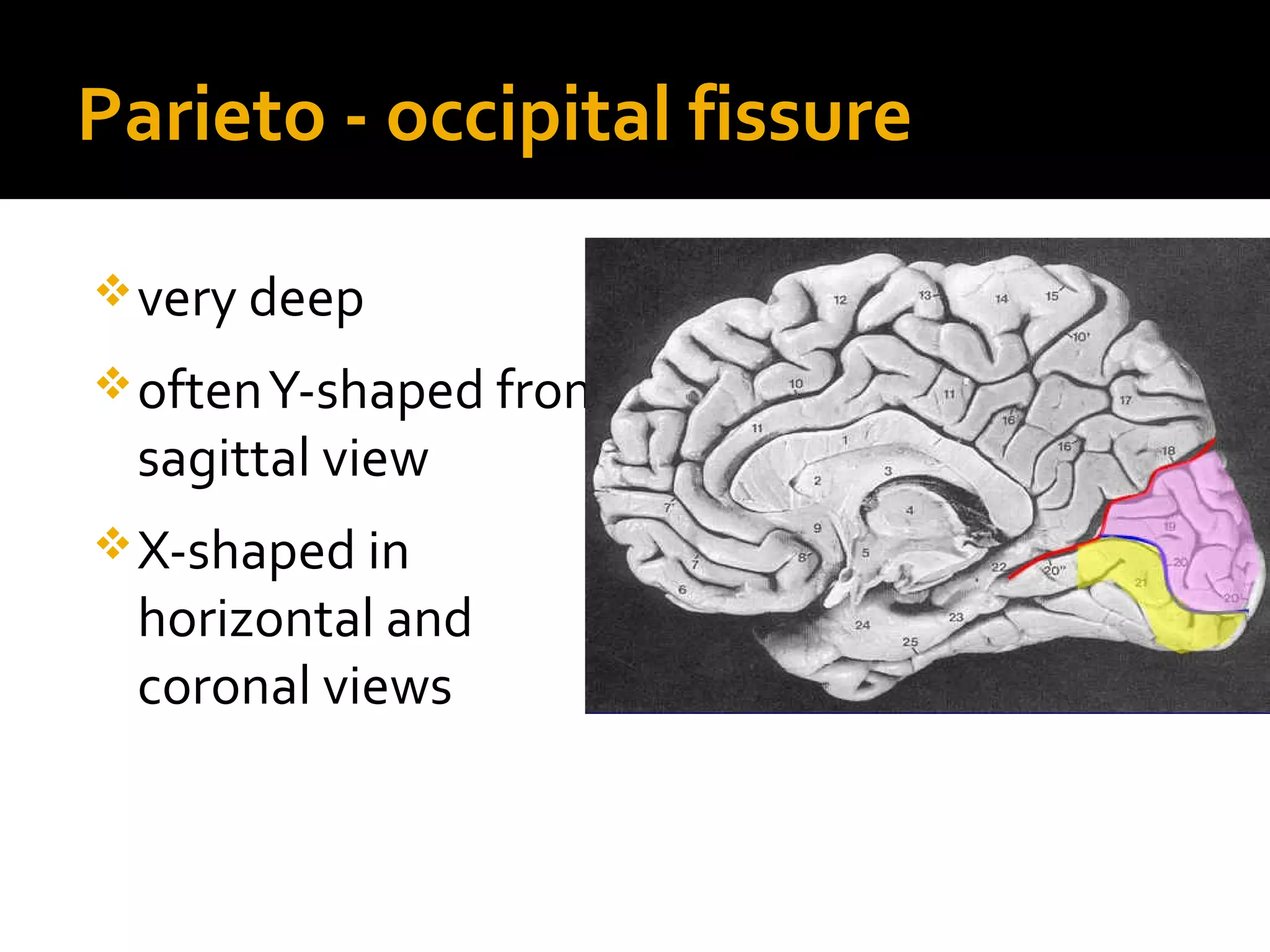 Parieto - occipital fissure
very deep
oftenY-shaped from
sagittal view
X-shaped in
horizontal and
coronal views
 