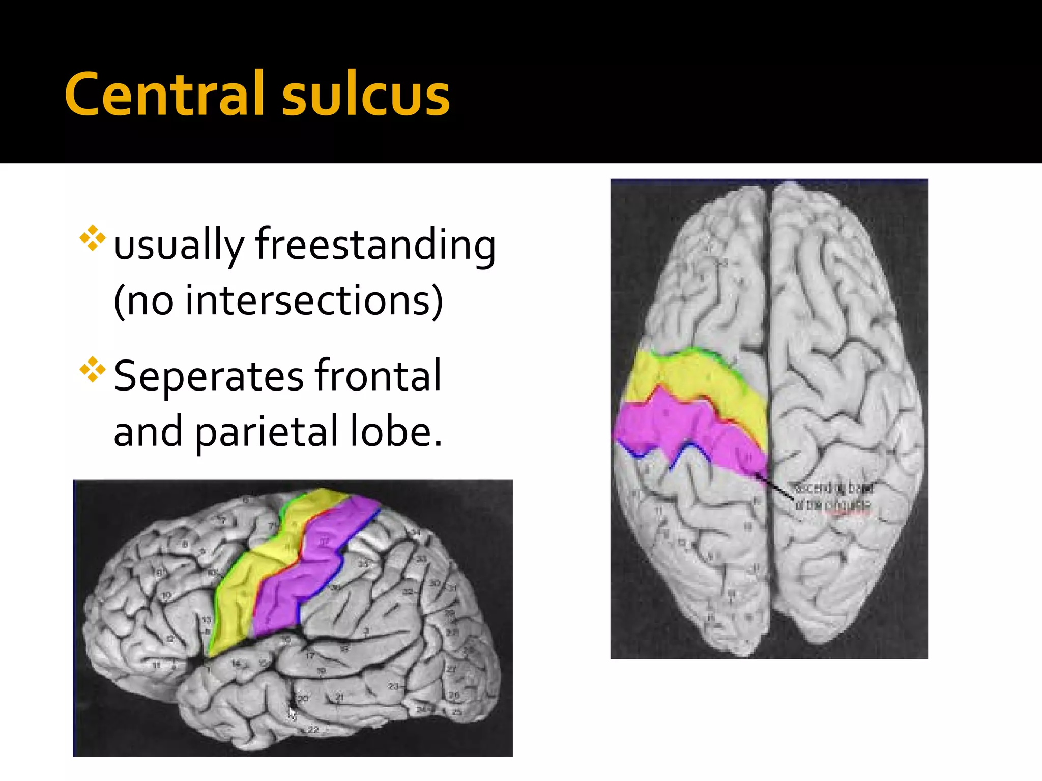 Central sulcus
usually freestanding
(no intersections)
Seperates frontal
and parietal lobe.
 