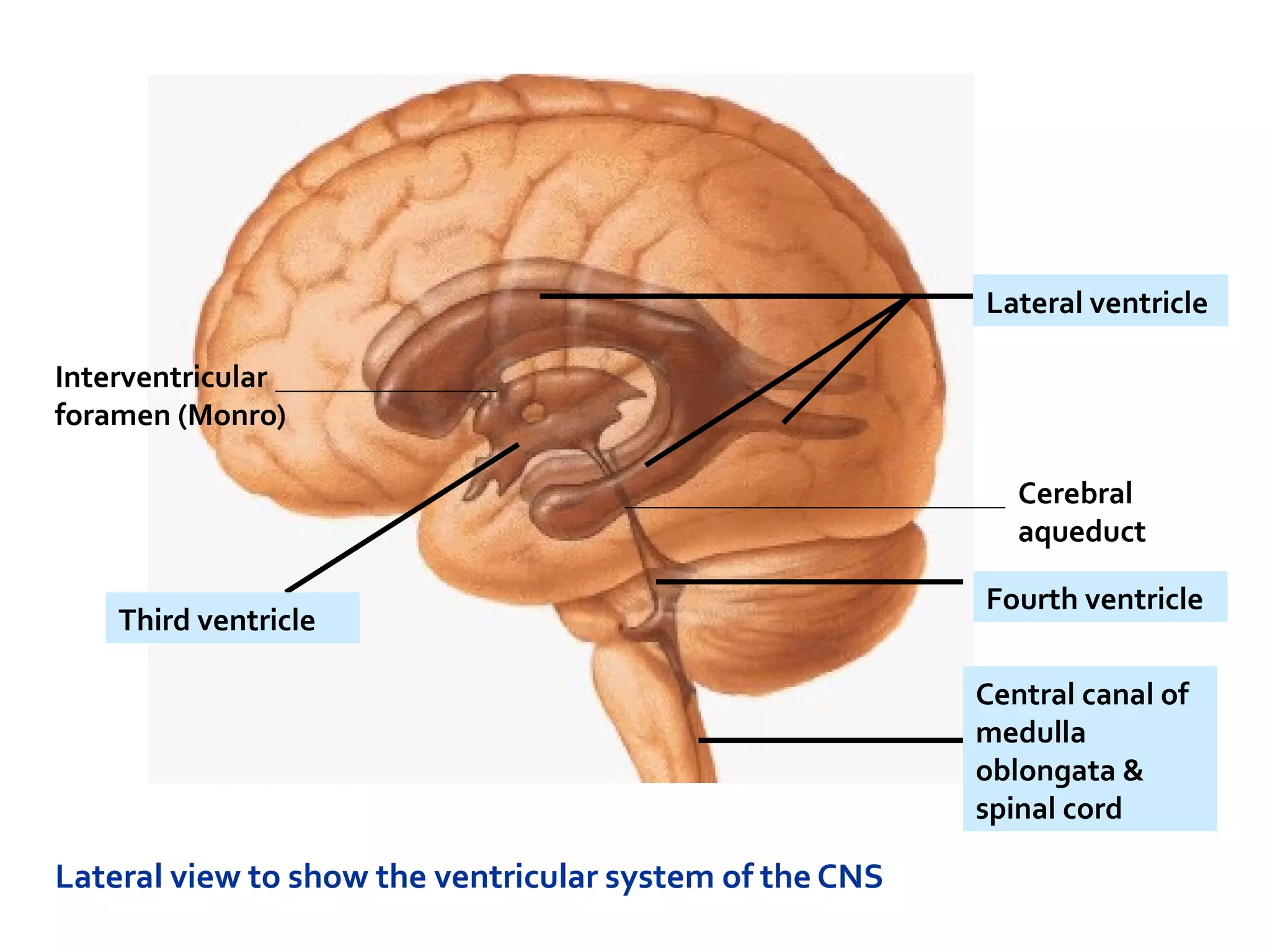 Lateral view to show the ventricular system of the CNS
Central canal of
medulla
oblongata &
spinal cord
Fourth ventricle
Lateral ventricle
Third ventricle
Interventricular
foramen (Monro)
Cerebral
aqueduct
 