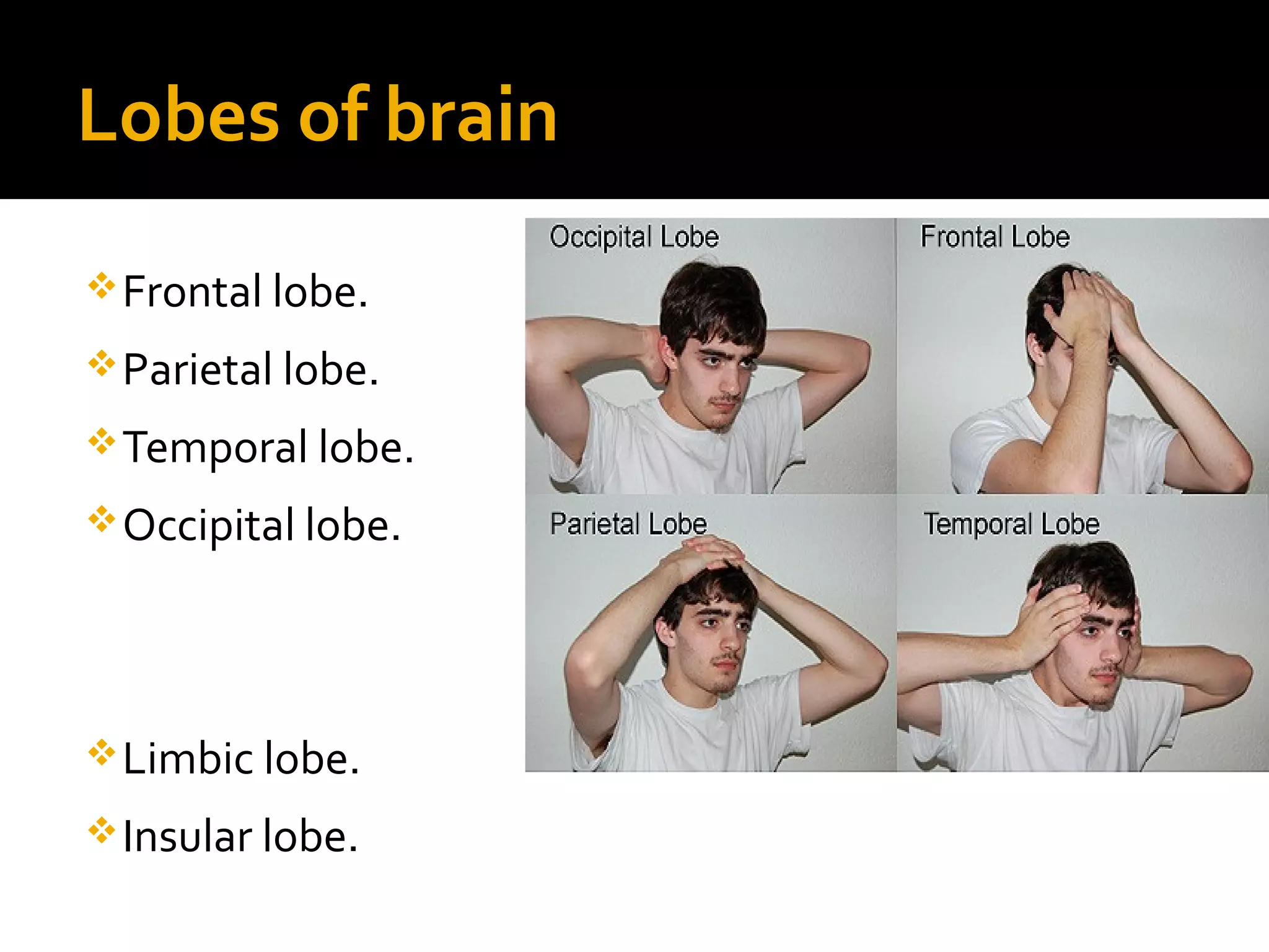 Lobes of brain
Frontal lobe.
Parietal lobe.
Temporal lobe.
Occipital lobe.
Limbic lobe.
Insular lobe.
 