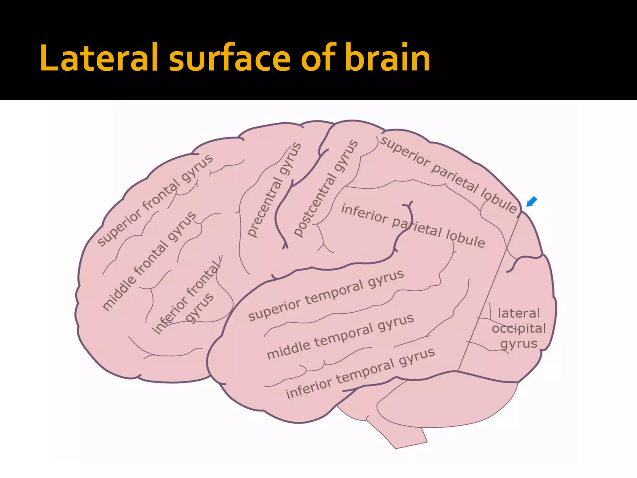 Lateral surface of brain
 