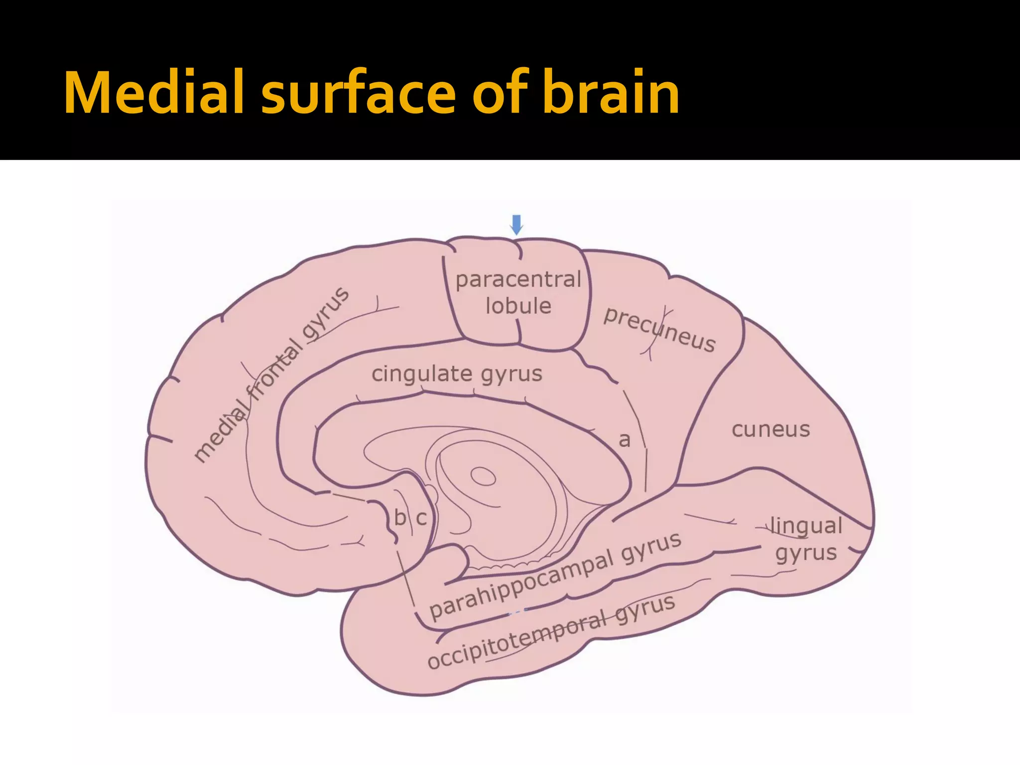 Medial surface of brain
 