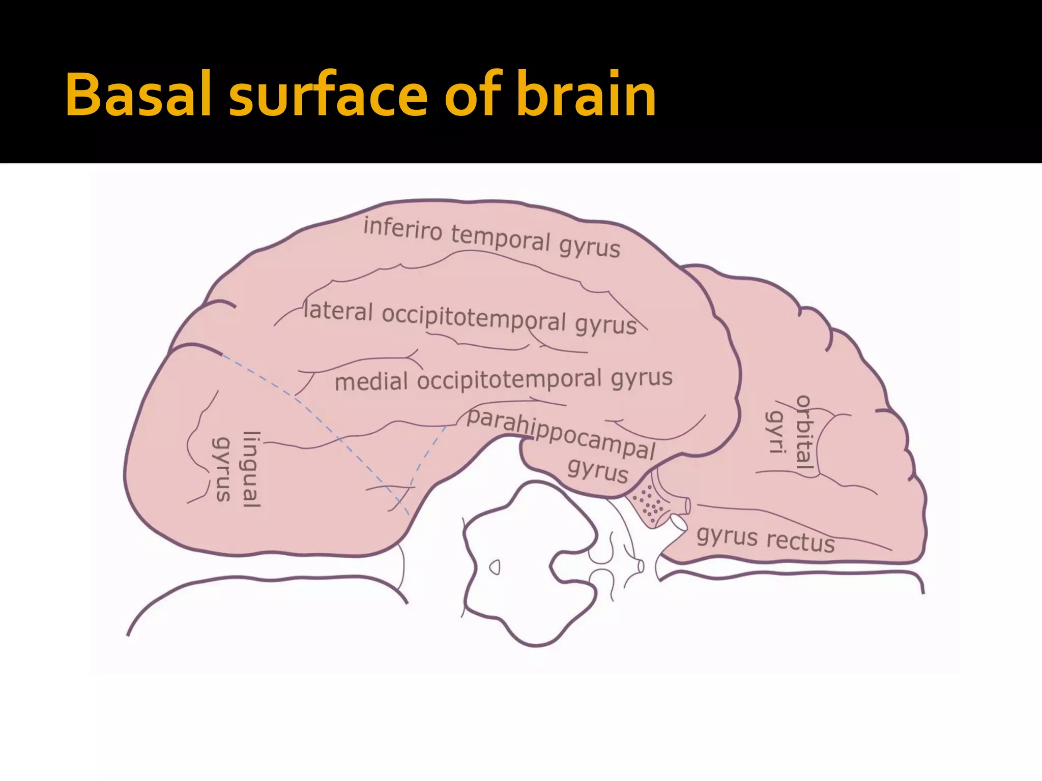Basal surface of brain
 