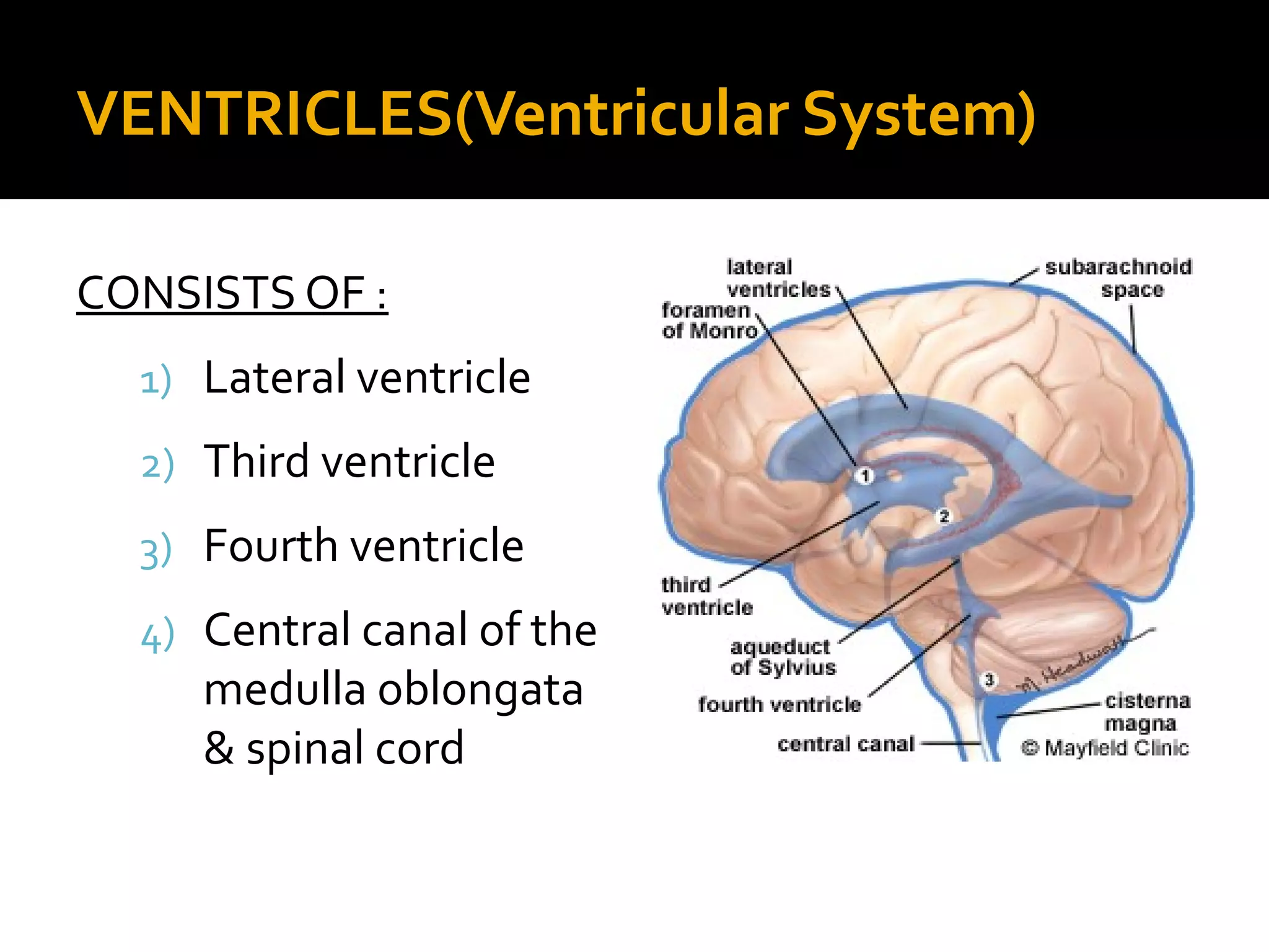 VENTRICLES(Ventricular System)
CONSISTS OF :
1) Lateral ventricle
2) Third ventricle
3) Fourth ventricle
4) Central canal of the
medulla oblongata
& spinal cord
 