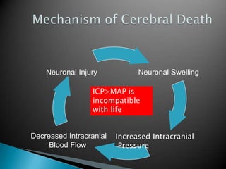  Tracheal (Cough) Reflex   Respiration