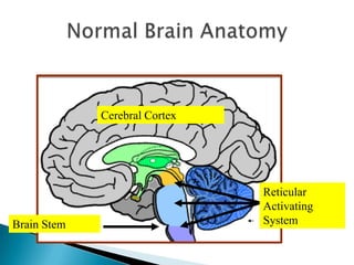 Normal Brain AnatomyCerebral CortexReticular Activating SystemBrain Stem