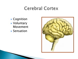 Cerebral CortexCognitionVoluntary MovementSensation