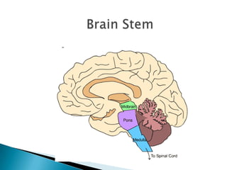 Brain Stem