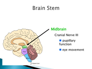 Brain StemMidbrainCranial Nerve III pupillary function