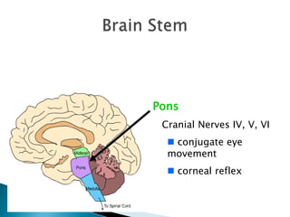  eye movementBrain StemPons   Cranial Nerves IV, V, VI conjugate eye movement
