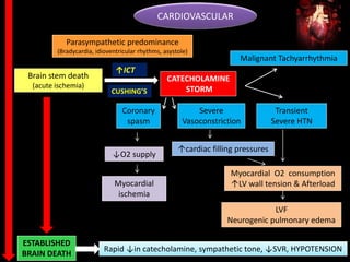 Brain stem death
(acute ischemia)
Parasympathetic predominance
(Bradycardia, idioventricular rhythms, asystole)
CATECHOLAMINE
STORM
Malignant Tachyarrhythmia
Myocardial
ischemia
Transient
Severe HTN
Severe
Vasoconstriction
↑cardiac filling pressures
Myocardial O2 consumption
↑LV wall tension & Afterload
Coronary
spasm
↓O2 supply
LVF
Neurogenic pulmonary edema
ESTABLISHED
BRAIN DEATH
Rapid ↓in catecholamine, sympathetic tone, ↓SVR, HYPOTENSION
CARDIOVASCULAR
↑ICT
CUSHING’S
 