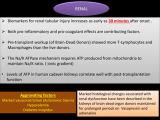 RENAL
 Biomarkers for renal tubular injury increases as early as 30 minutes after onset .
 Both pro-inflammatory and pro-coagulant effects are contributing factors
 Pre-transplant workup (of Brain-Dead Donors) showed more T-Lymphocytes and
Macrophages than the live donors.
 The Na/K ATPase mechanism requires ATP produced from mitochondria to
maintain Na/K ratio. ( ionic gradient)
• Levels of ATP in human cadaver kidneys correlate well with post-transplantation
function
Aggravating factors
Marked vasoconstriction (Autonomic Storm)
Hypovolemia
Diabetes Insipidus
Marked histological changes associated with
renal dysfunction have been described in the
kidneys of brain dead organ donors maintained
for prolonged periods on Vasopressin and
adrenaline
 