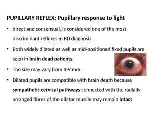 PUPILLARY REFLEX: Pupillary response to light
• direct and consensual, is considered one of the most
discriminant reflexes in BD diagnosis.
• Both widely dilated as well as mid positioned fixed pupils are
‑
seen in brain dead patients.
• The size may vary from 4 9 mm.
‑
• Dilated pupils are compatible with brain death because
sympathetic cervical pathways connected with the radially
arranged fibres of the dilator muscle may remain intact
 
