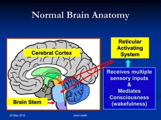 Normal Brain Anatomy
24 May 2016 brain death
Cerebral Cortex
Brain Stem
Reticular
Activating
System
Receives multiple
sensory inputs
&
Mediates
Consciousness
(wakefulness)
 